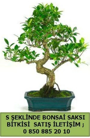 thal S eklinde dal erilii bonsai sat  stanbul Beyolu iek gnderme 
