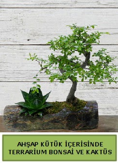 Ahap ktk bonsai kakts teraryum  stanbul Beyolu internetten iek siparii 