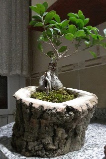 Ahap ktk ierisinde ginseng bonsai  stanbul Beyolu internetten iek siparii 
