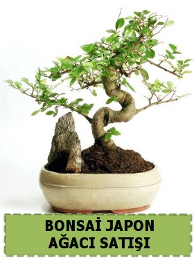 Bonsai japon  aac sat Minyatr thal  stanbul Beyolu internetten iek siparii 