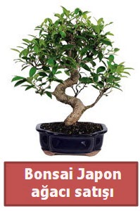 Japon aac bonsai sat  stanbul Beyolu iek siparii sitesi 