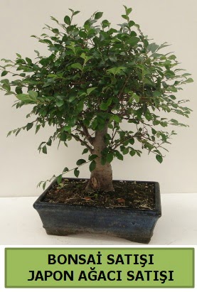 Minyatr bonsai japon aac sat  stanbul Beyolu iek gnderme sitemiz gvenlidir 