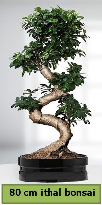 80 cm zel saksda bonsai bitkisi  stanbul Beyolu ieki telefonlar 