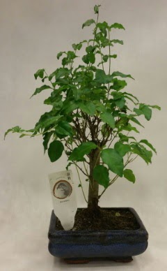 Minyatr bonsai japon aac sat  stanbul Beyolu ieki telefonlar 
