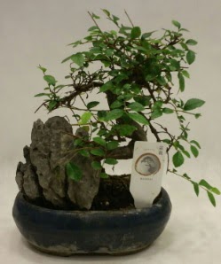 thal 1.ci kalite bonsai japon aac  stanbul Beyolu iek sat 