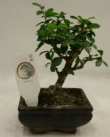 Kk minyatr bonsai japon aac  stanbul Beyolu iek gnderme 