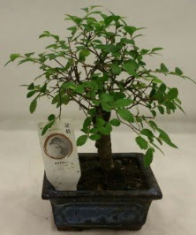 Minyatr ithal japon aac bonsai bitkisi  stanbul Beyolu iek sat 