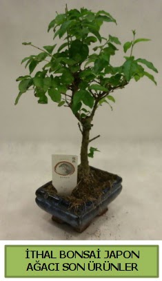 thal bonsai japon aac bitkisi  stanbul Beyolu hediye sevgilime hediye iek 