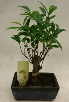 Japon aac bonsai bitkisi sat  stanbul Beyolu ieki telefonlar 