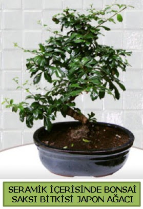 Seramik vazoda bonsai japon aac bitkisi  stanbul Beyolu iek siparii sitesi 