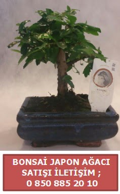 Japon aac minyar bonsai sat  stanbul Beyolu iek sat 