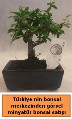 Japon aac bonsai sat ithal grsel  stanbul Beyolu iek yolla 