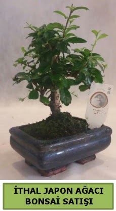 thal japon aac bonsai bitkisi sat  stanbul Beyolu ieki telefonlar 