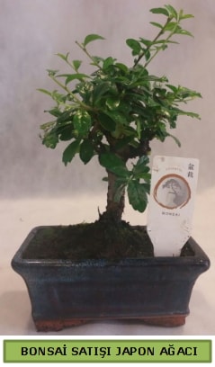 Minyatr bonsai aac sat  stanbul Beyolu iek gnderme 