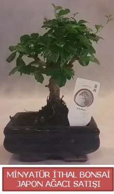 Kk grsel bonsai japon aac bitkisi  stanbul Beyolu iek , ieki , iekilik 