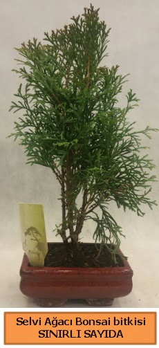 Selvi aac bonsai japon aac bitkisi  stanbul Beyolu iek sat 