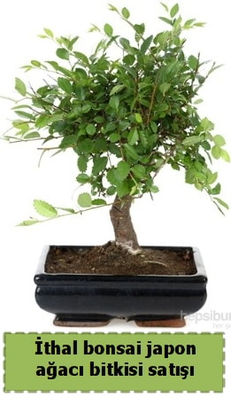 thal bonsai saks iei Japon aac sat  stanbul Beyolu nternetten iek siparii 
