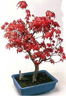 Amerikan akaaa bonsai bitkisi  stanbul Beyolu iek yolla 