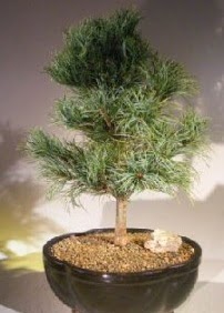 am aac bonsai bitkisi sat  stanbul Beyolu ucuz iek gnder 
