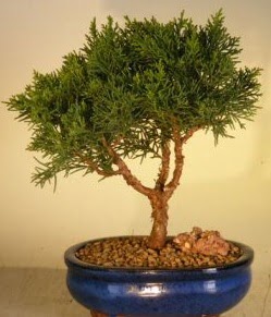 Servi am bonsai japon aac bitkisi  stanbul Beyolu iek yolla 