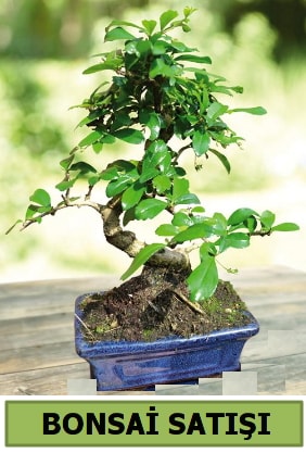 am bonsai japon aac sat  stanbul Beyolu iek sat 