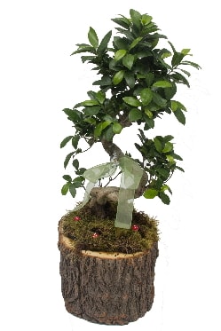 Doal ktkte bonsai saks bitkisi  stanbul Beyolu nternetten iek siparii 