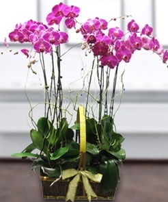7 dall mor lila orkide  stanbul Beyolu iek gnderme sitemiz gvenlidir 