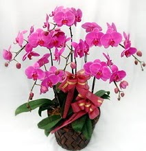 Sepet ierisinde 5 dall lila orkide  stanbul Beyolu ucuz iek gnder 