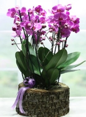 Ktk ierisinde 6 dall mor orkide  stanbul Beyolu ucuz iek gnder 