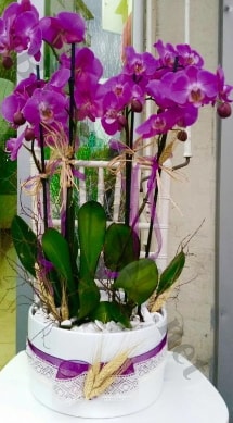 Seramik vazoda 4 dall mor lila orkide  stanbul Beyolu online iek gnderme sipari 