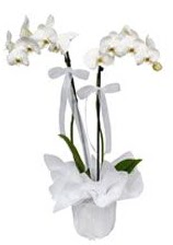 2 dall beyaz orkide  stanbul Beyolu gvenli kaliteli hzl iek 