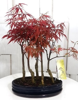 5 adet japon akaaa bonsai iei  stanbul Beyolu iek sat 