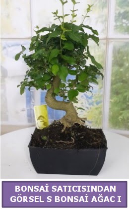 S dal erilii bonsai japon aac  stanbul Beyolu iek sat 