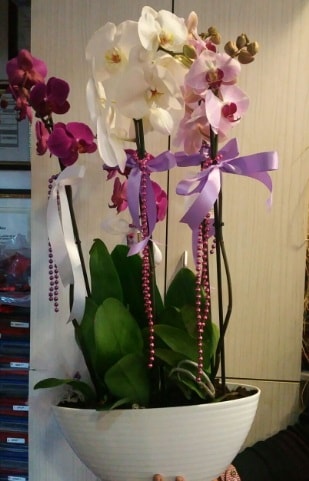 Mor ve beyaz ve pembe 6 dall orkide  stanbul Beyolu ucuz iek gnder 