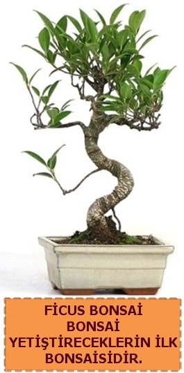 Ficus bonsai 15 ile 25 cm arasndadr  stanbul Beyolu iek yolla 