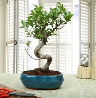 Amazing Bonsai Ficus S thal  stanbul Beyolu internetten iek siparii 