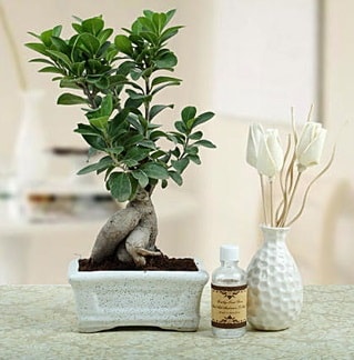 Ginseng ficus bonsai  stanbul Beyolu iekiler 