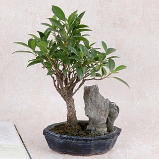 Japon aac Evergreen Ficus Bonsai  stanbul Beyolu iek gnderme sitemiz gvenlidir 