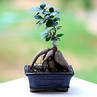 Marvellous Ficus Microcarpa ginseng bonsai  stanbul Beyolu iek siparii vermek 