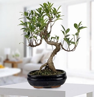 Gorgeous Ficus S shaped japon bonsai  stanbul Beyolu yurtii ve yurtd iek siparii 