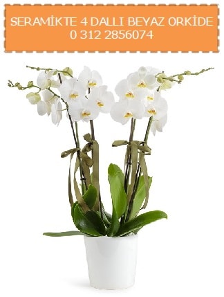 Seramikte 4 dall beyaz orkide  stanbul Beyolu iekiler 