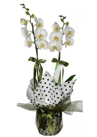 ift Dall Beyaz Orkide  stanbul Beyolu 14 ubat sevgililer gn iek 
