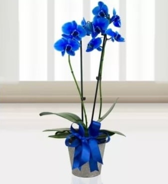 ift dall mavi orkide  stanbul Beyolu iek sat 