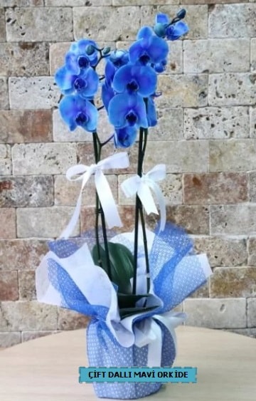ift dall ithal mavi orkide  stanbul Beyolu iek yolla 