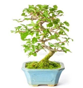 S zerkova bonsai ksa sreliine  stanbul Beyolu nternetten iek siparii 