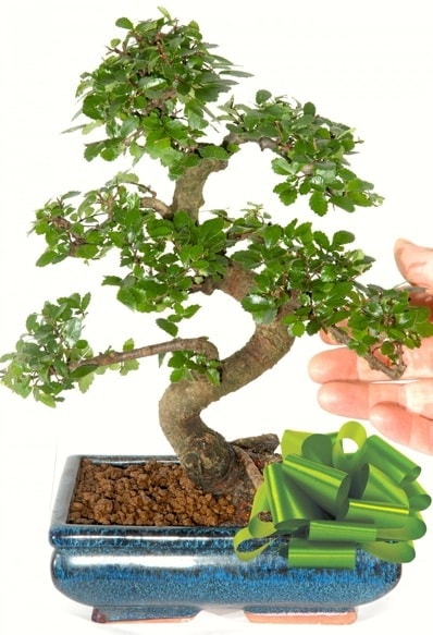Yaklak 25 cm boyutlarnda S bonsai  stanbul Beyolu iek siparii sitesi 