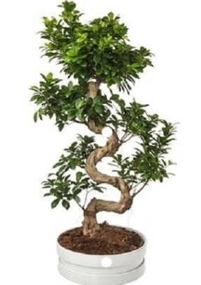 90 cm ile 100 cm civar S peyzaj bonsai  stanbul Beyolu iek gnderme sitemiz gvenlidir 