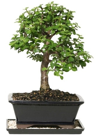 15 cm civar Zerkova bonsai bitkisi  stanbul Beyolu iek siparii sitesi 