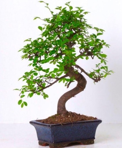 S gvdeli bonsai minyatr aa japon aac  stanbul Beyolu iek gnderme sitemiz gvenlidir 