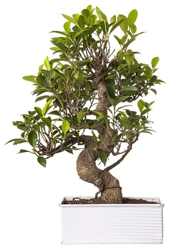 Exotic Green S Gvde 6 Year Ficus Bonsai  stanbul Beyolu iek gnderme sitemiz gvenlidir 